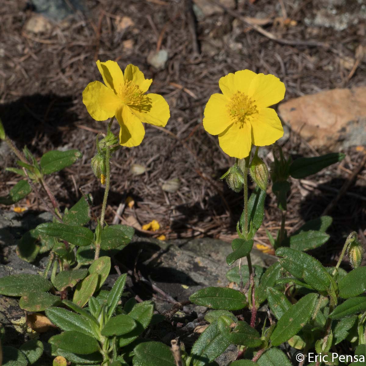 Hélianthème commun - Helianthemum nummularium