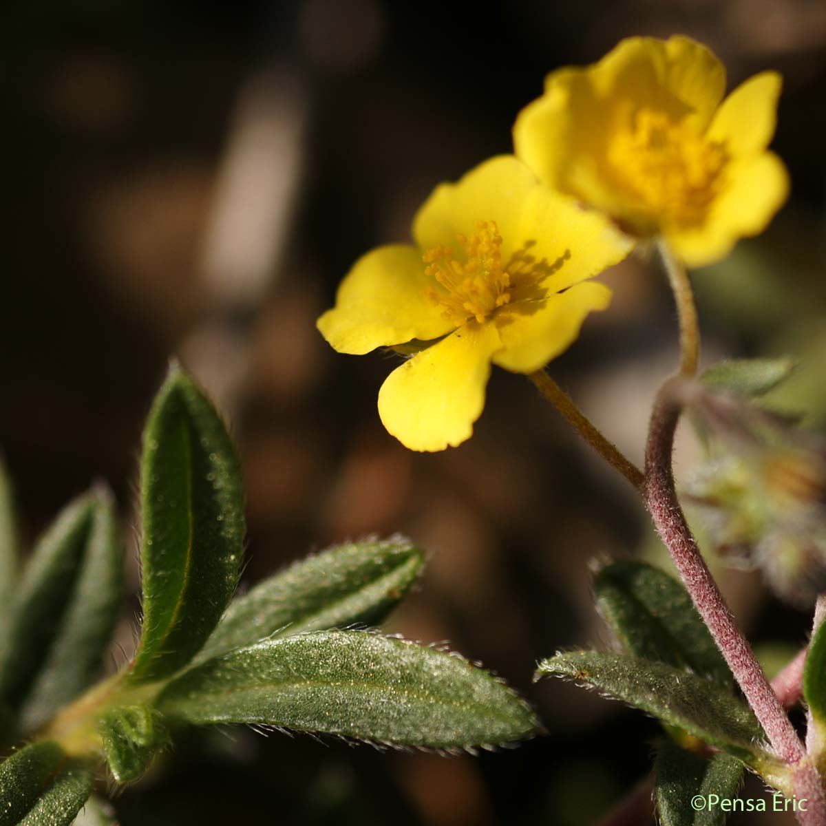 Hélianthème d'Italie - Helianthemum oelandicum var. italicum