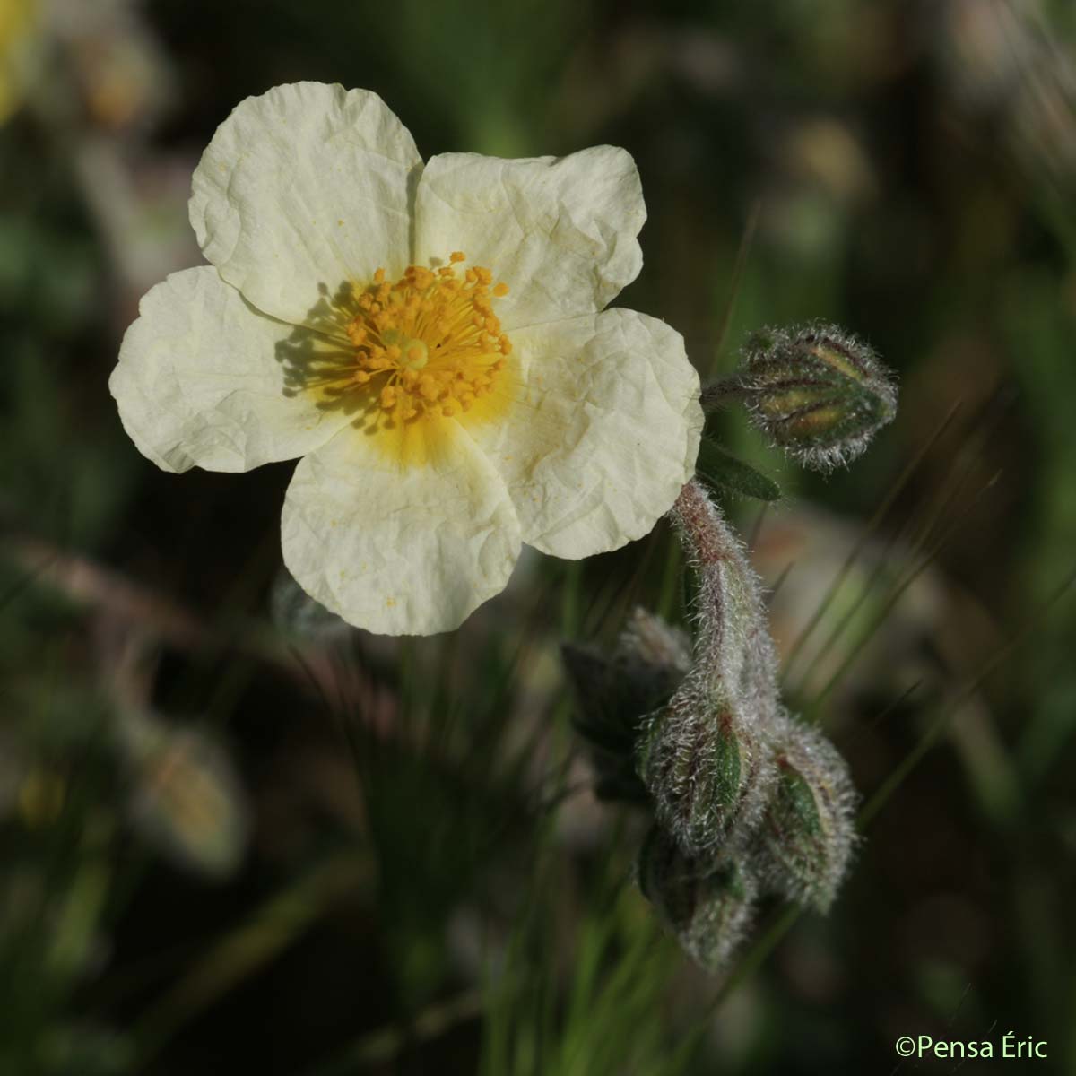 Hélianthème des Apennins - Helianthemum apenninum