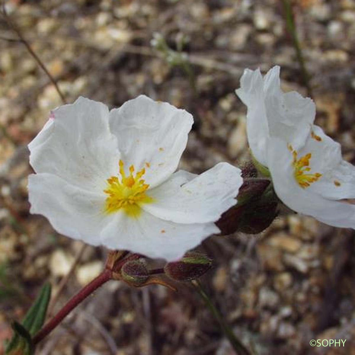 Hélianthème en ombelle visqueuse - Cistus umbellatus subsp. viscosus