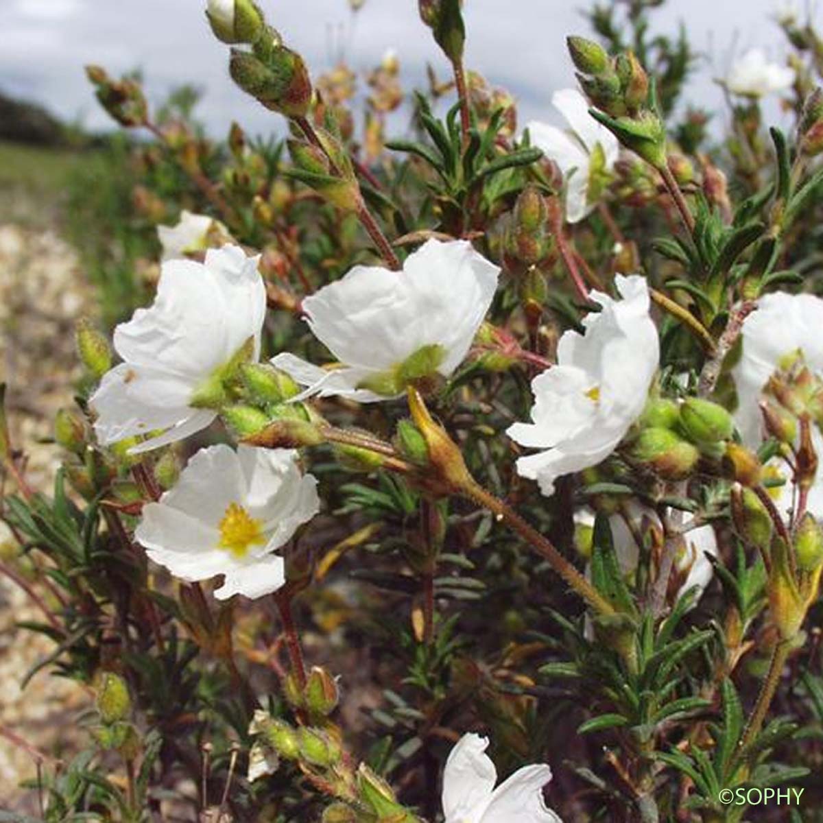 Hélianthème en ombelle visqueuse - Cistus umbellatus subsp. viscosus