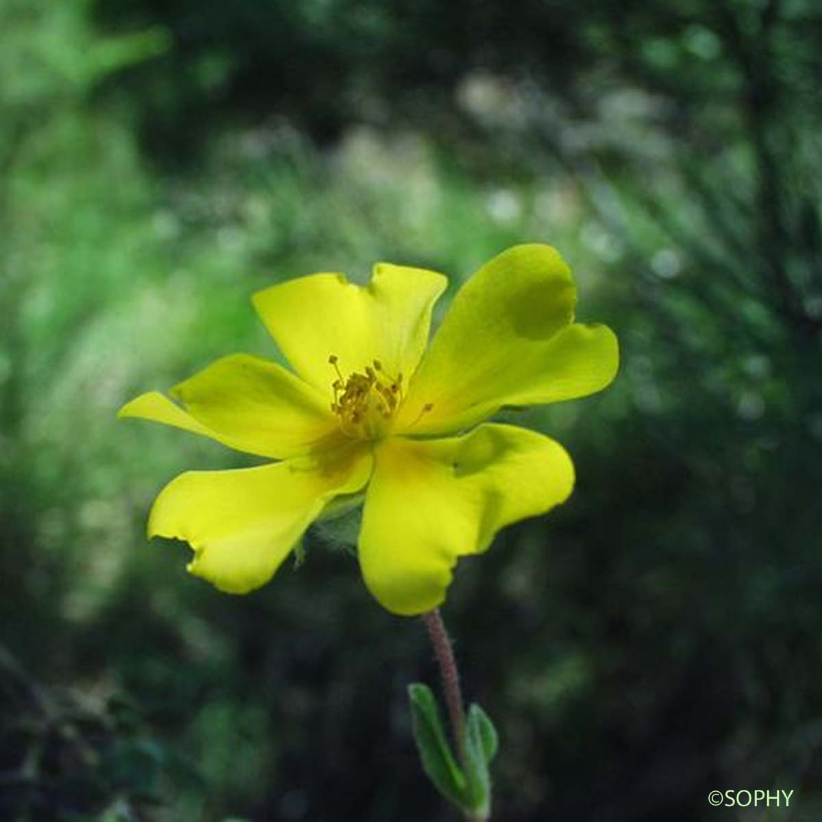 Hélianthème faux alysson - Cistus lasianthus subsp. alyssoides