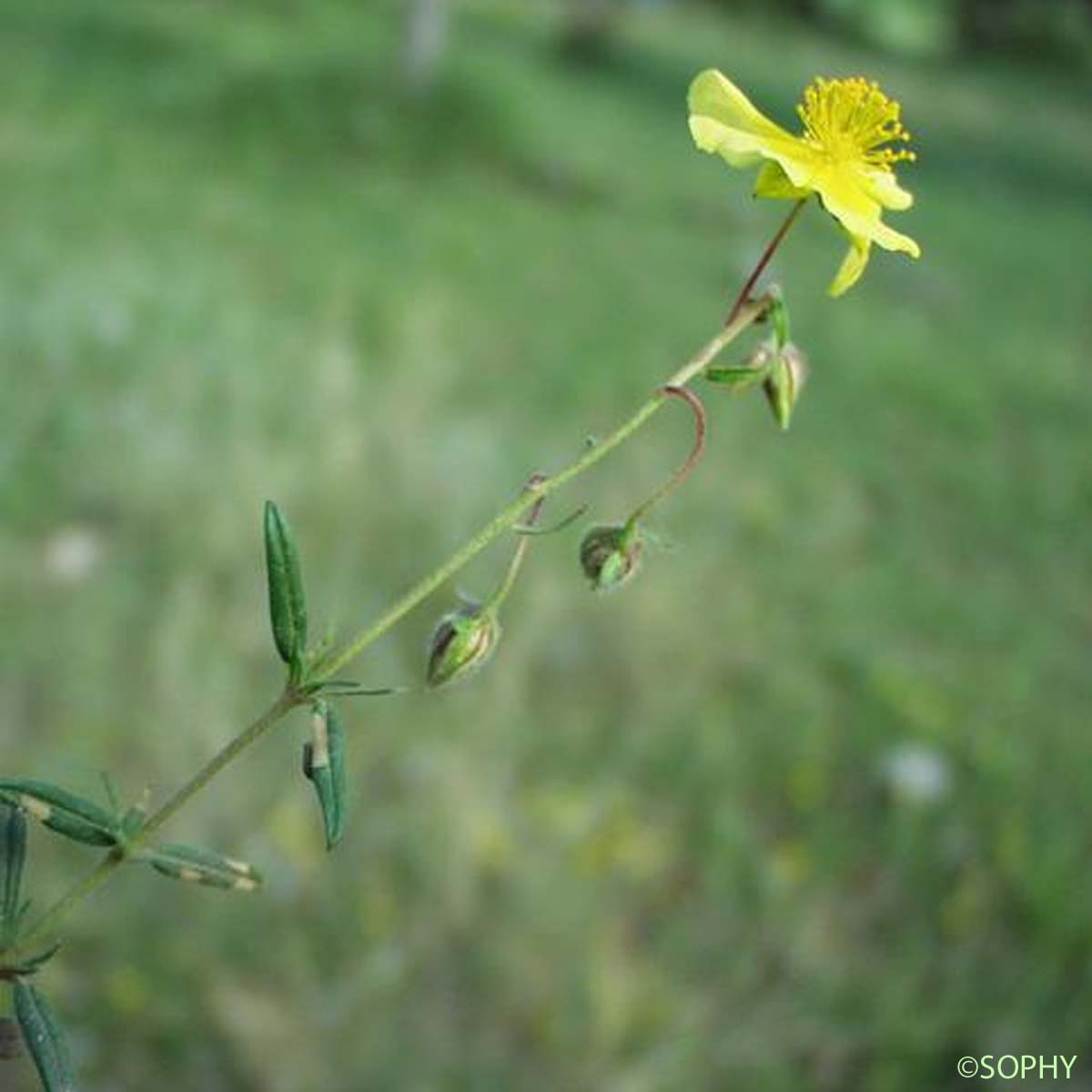 Hélianthème hérissé - Helianthemum hirtum