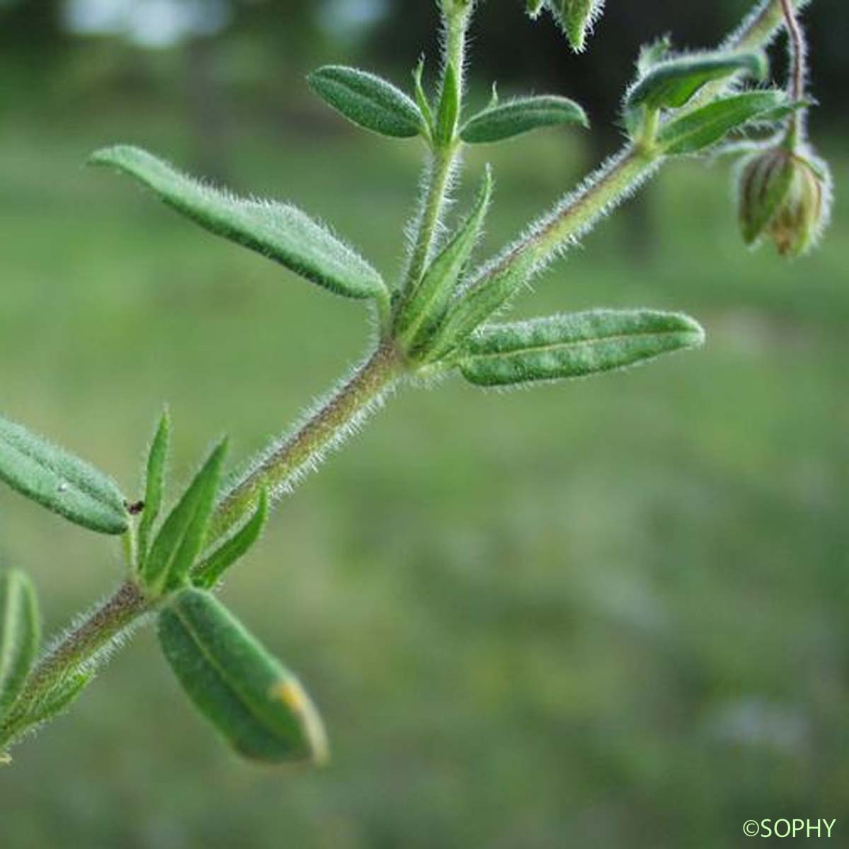 Hélianthème hérissé - Helianthemum hirtum