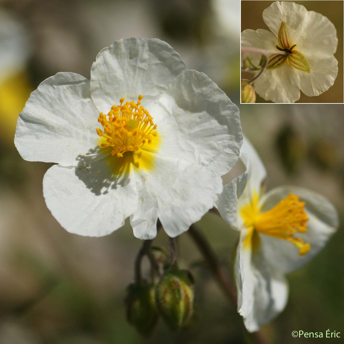 Hélianthème poilu  - Helianthemum violaceum