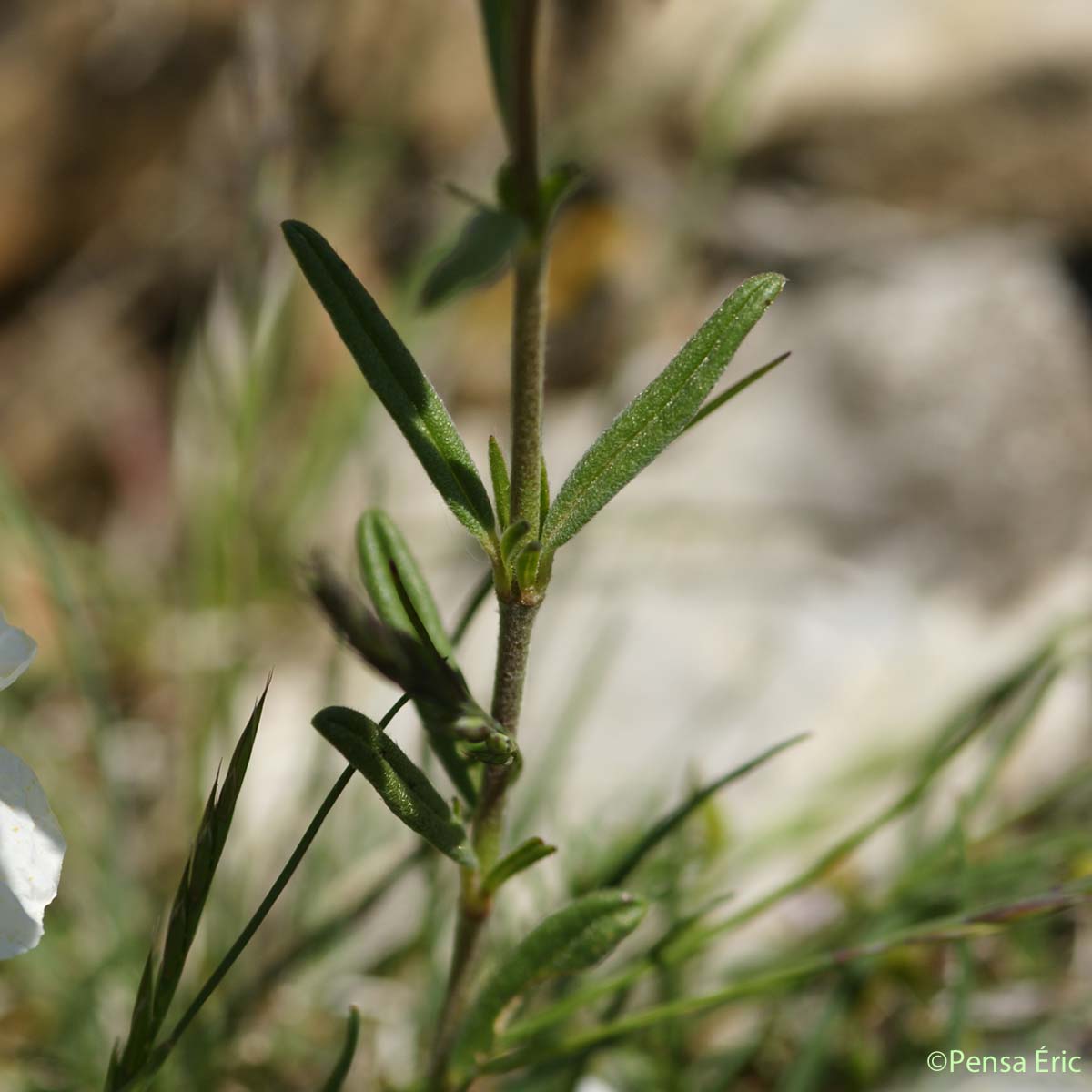 Hélianthème poilu  - Helianthemum violaceum