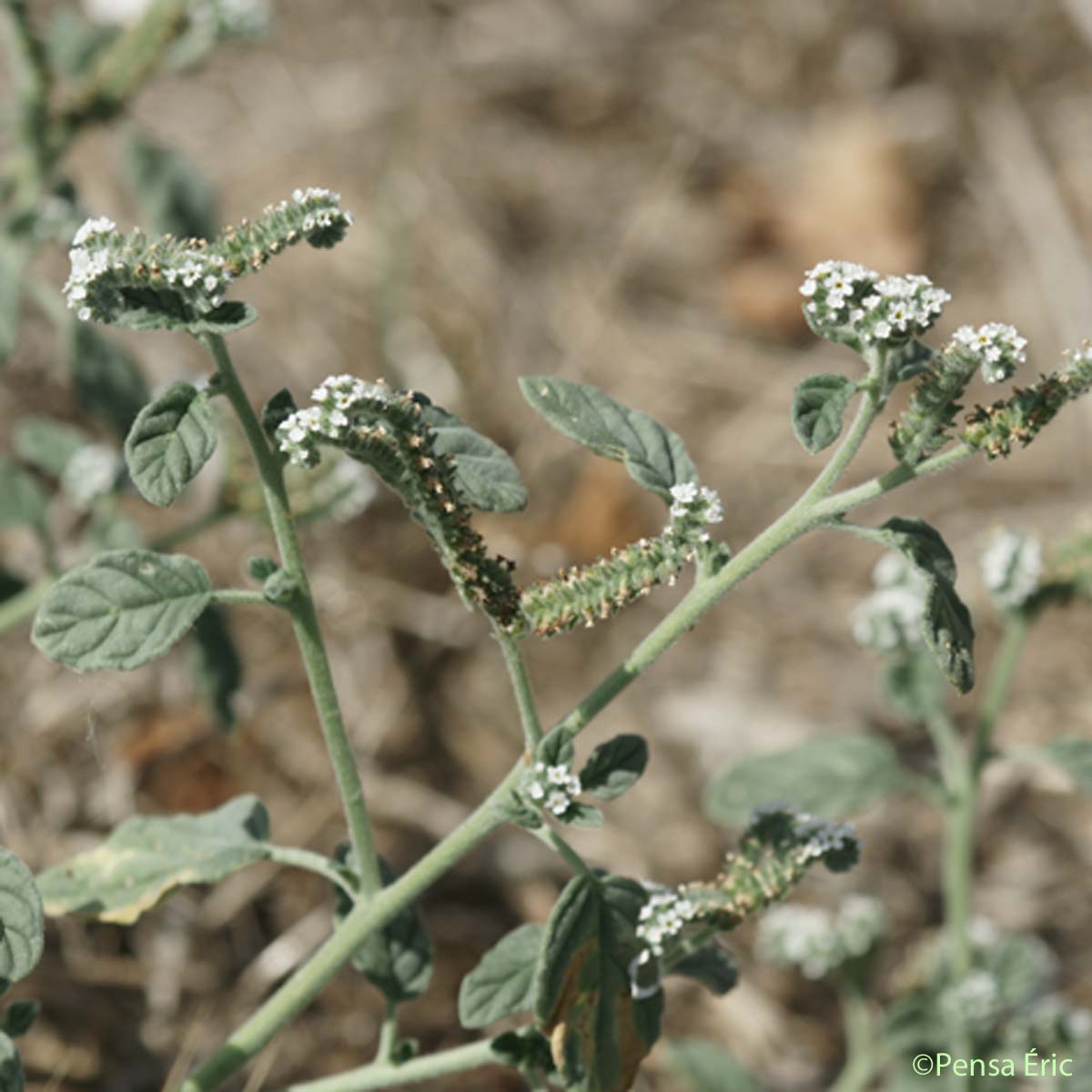 Héliotrope d'Europe - Heliotropium europaeum