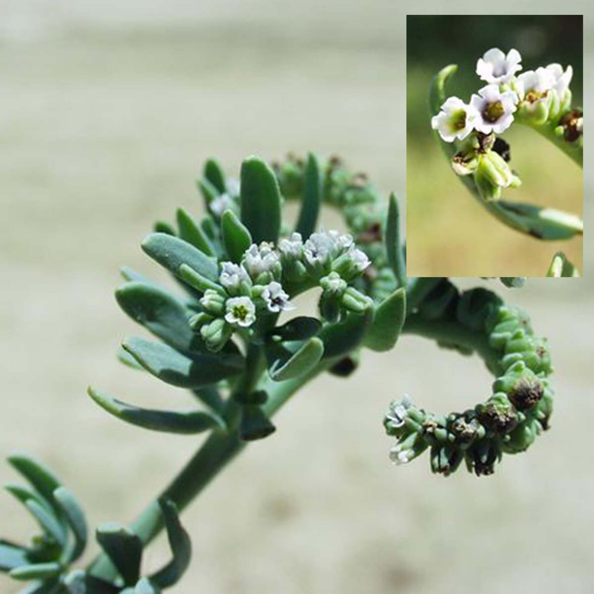 Héliotrope de Curaçao - Heliotropium curassavicum