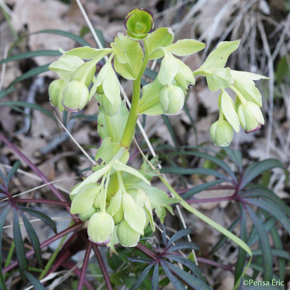 Hellébore fétide - Helleborus foetidus