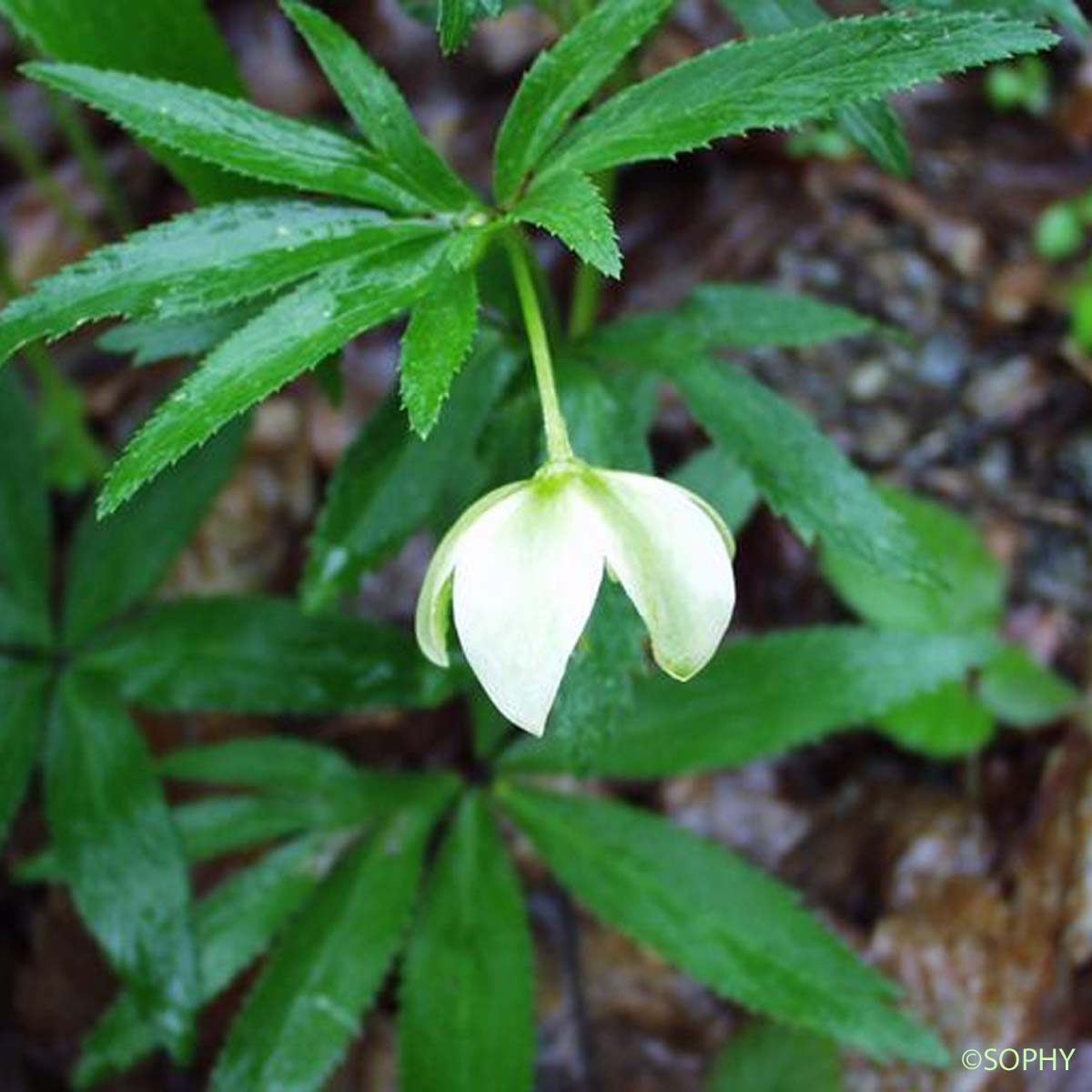 Hellébore vert - Helleborus viridis