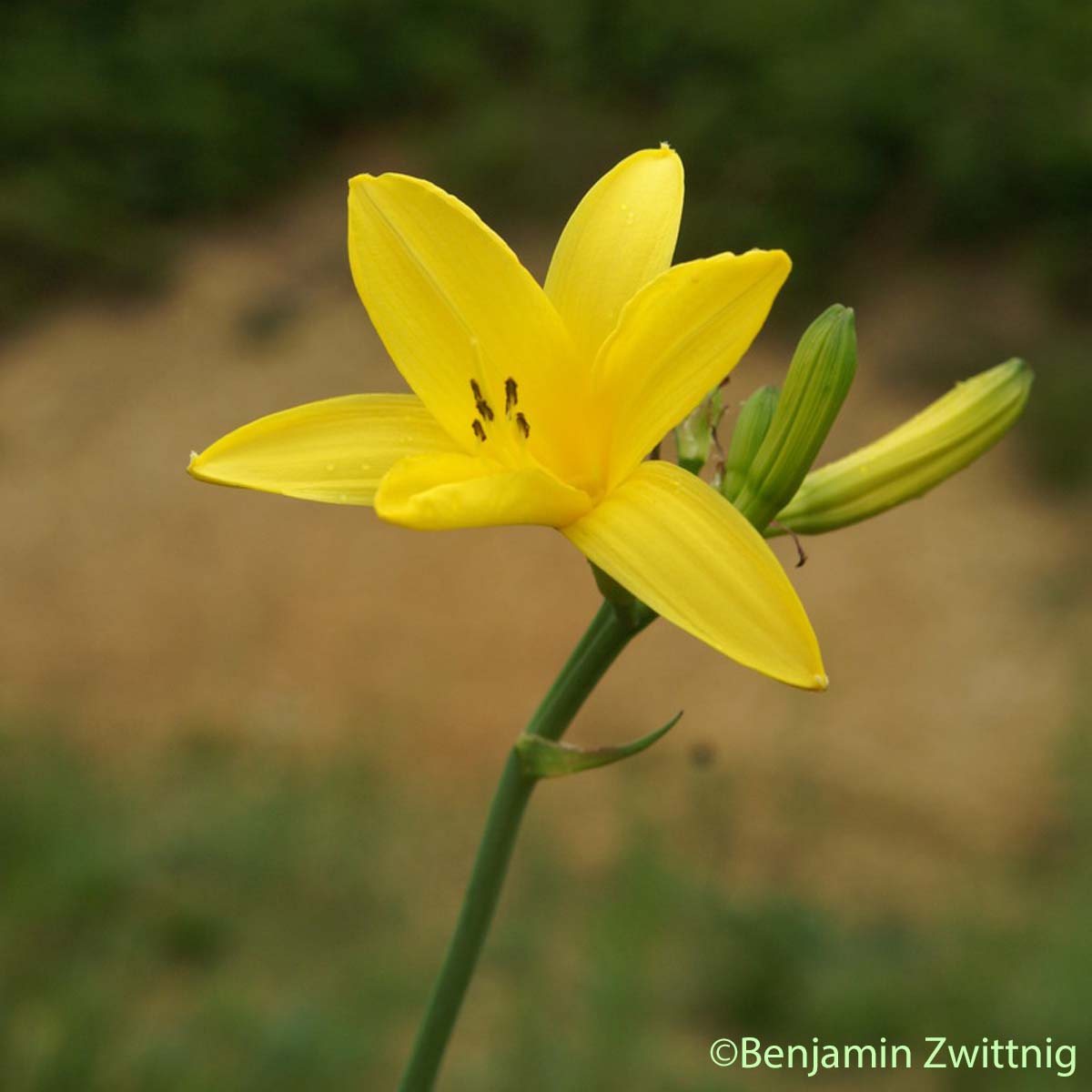 Hémérocalle jaune - Hemerocallis lilioasphodelus