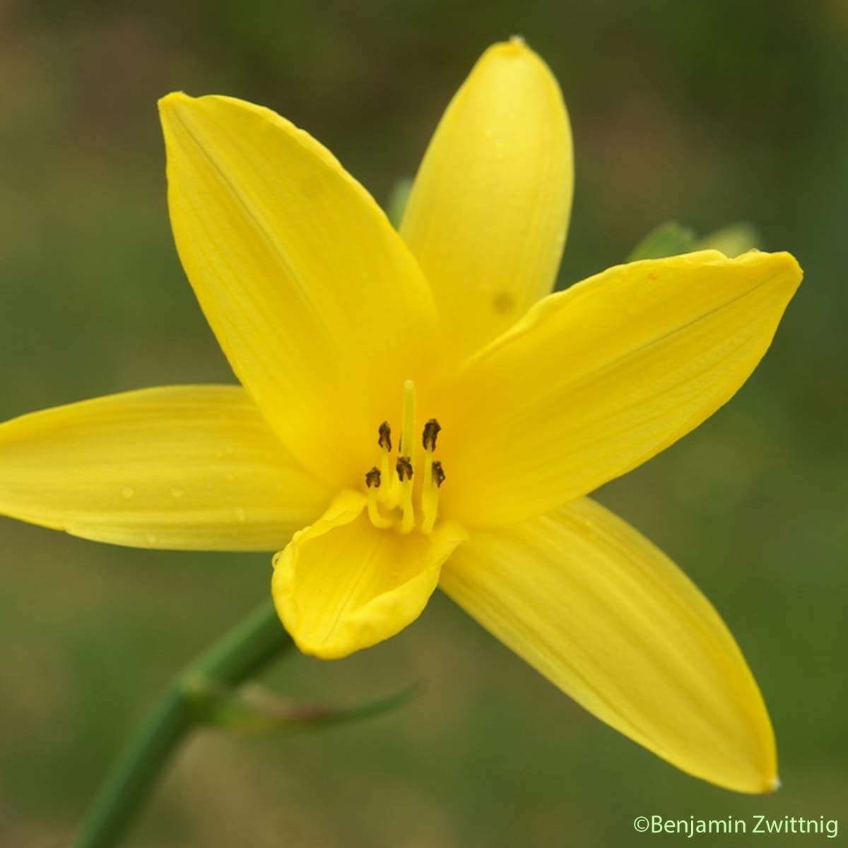 Hémérocalle jaune - Hemerocallis lilioasphodelus