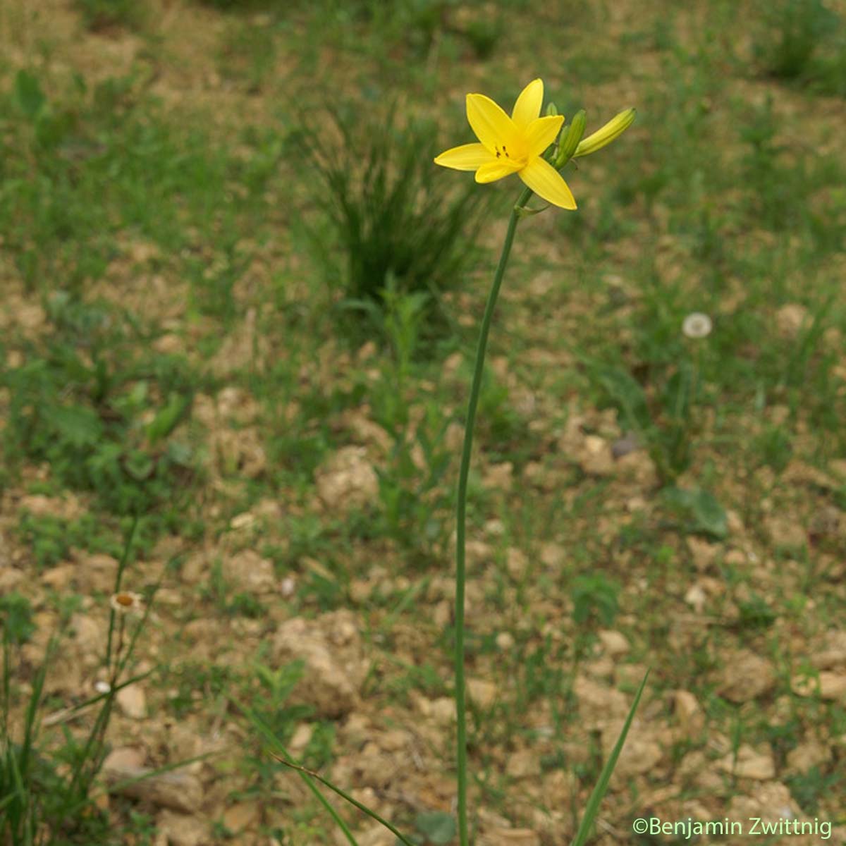 Hémérocalle jaune - Hemerocallis lilioasphodelus