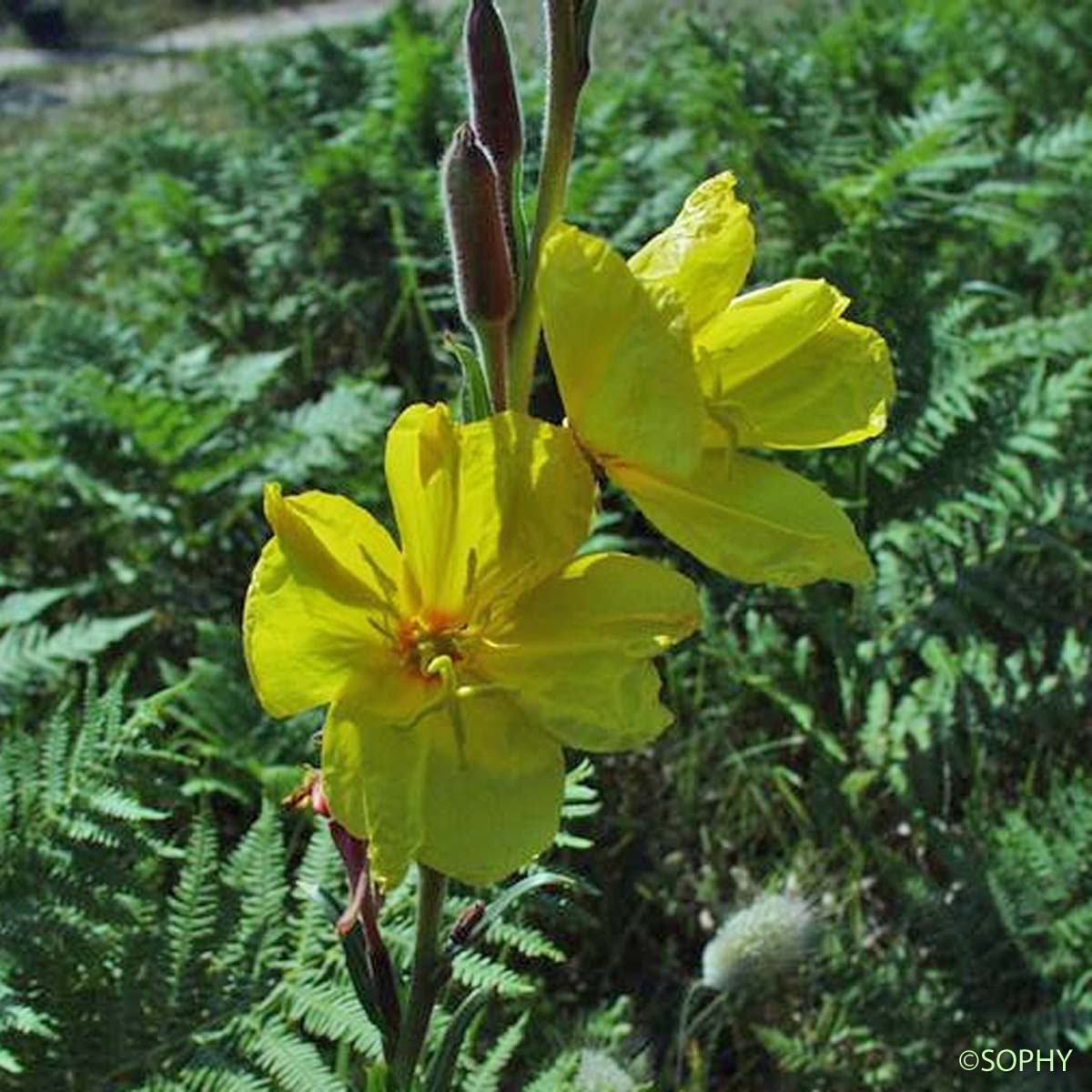 Herbe aux ânes  - Oenothera biennis