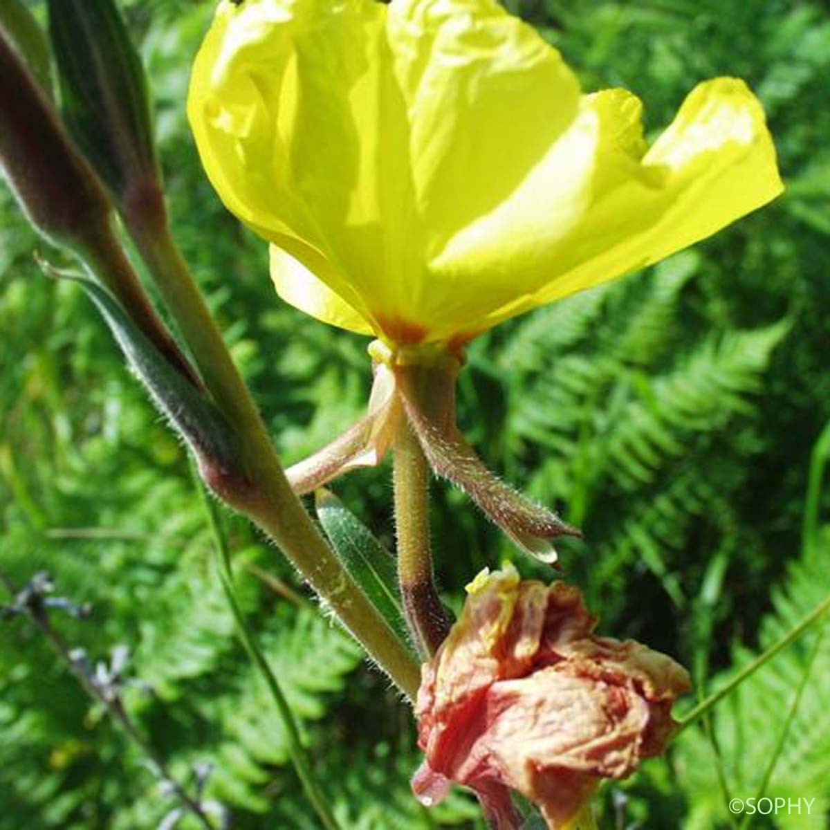 Herbe aux ânes  - Oenothera biennis