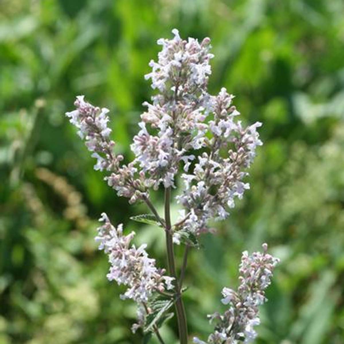 Herbe aux chats - Nepeta cataria