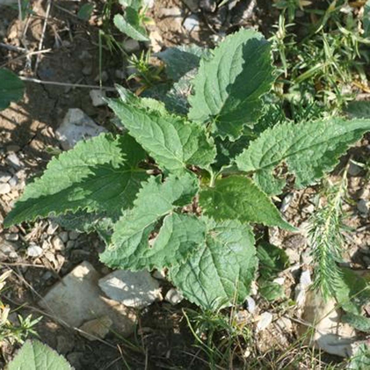 Herbe aux chats - Nepeta cataria