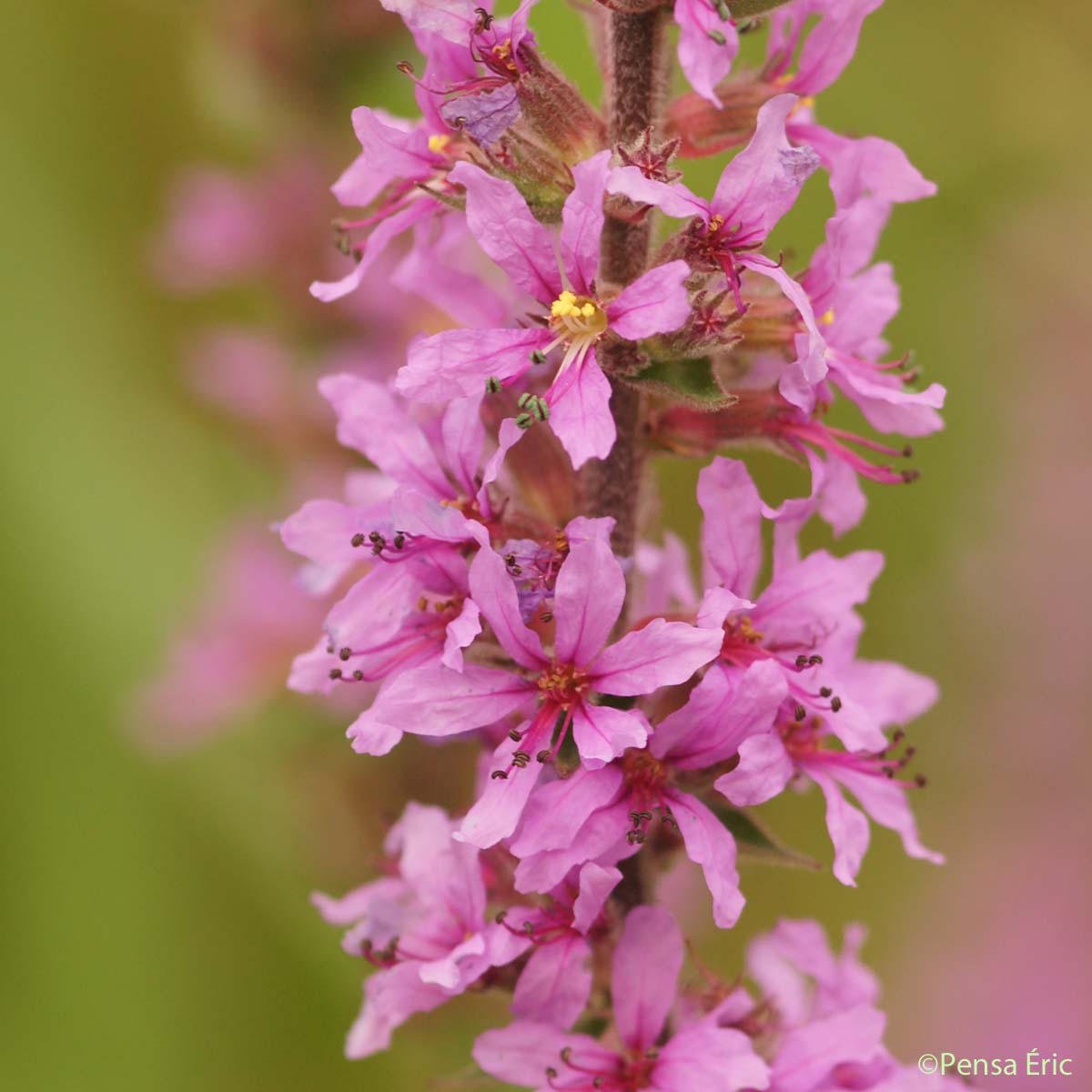 Herbe aux coliques - Lythrum salicaria