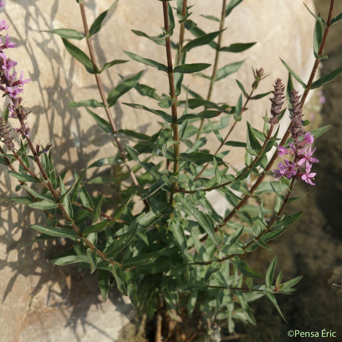 Herbe aux coliques - Lythrum salicaria