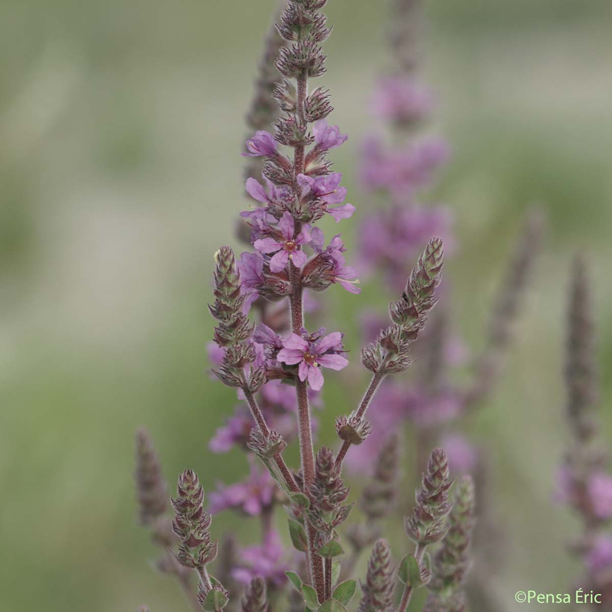 Herbe aux coliques - Lythrum salicaria