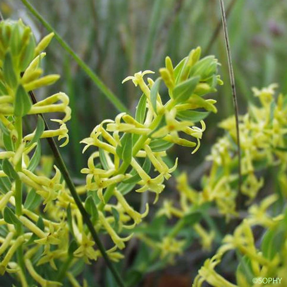 Herbe du mont Serrat - Thymelaea sanamunda