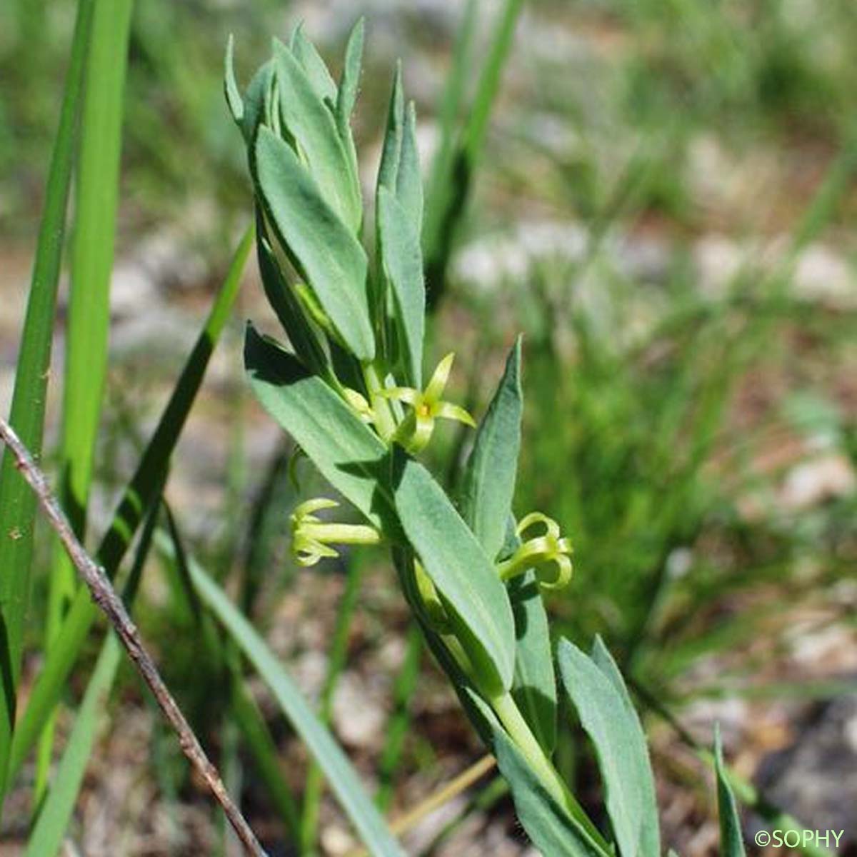 Herbe du mont Serrat - Thymelaea sanamunda