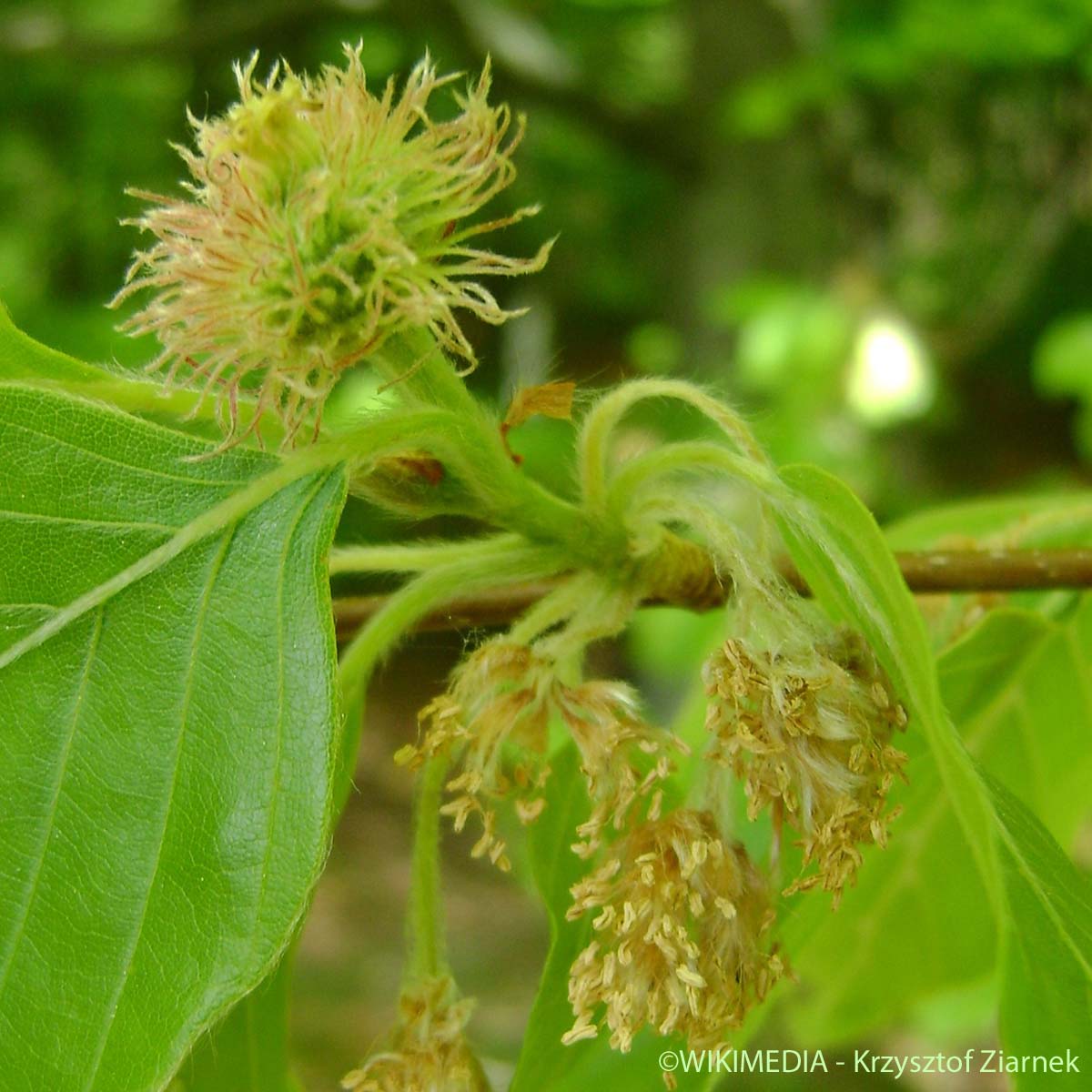 Hêtre - Fagus sylvatica