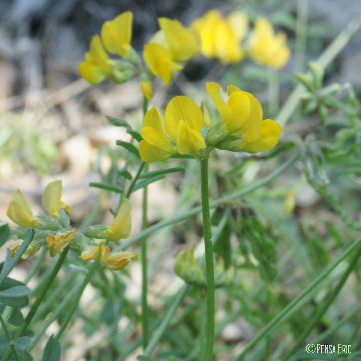 Hippocrépis à toupet - Hippocrepis comosa