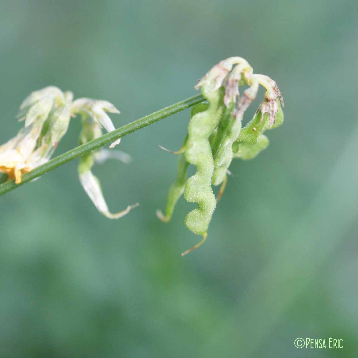 Hippocrépis à toupet - Hippocrepis comosa