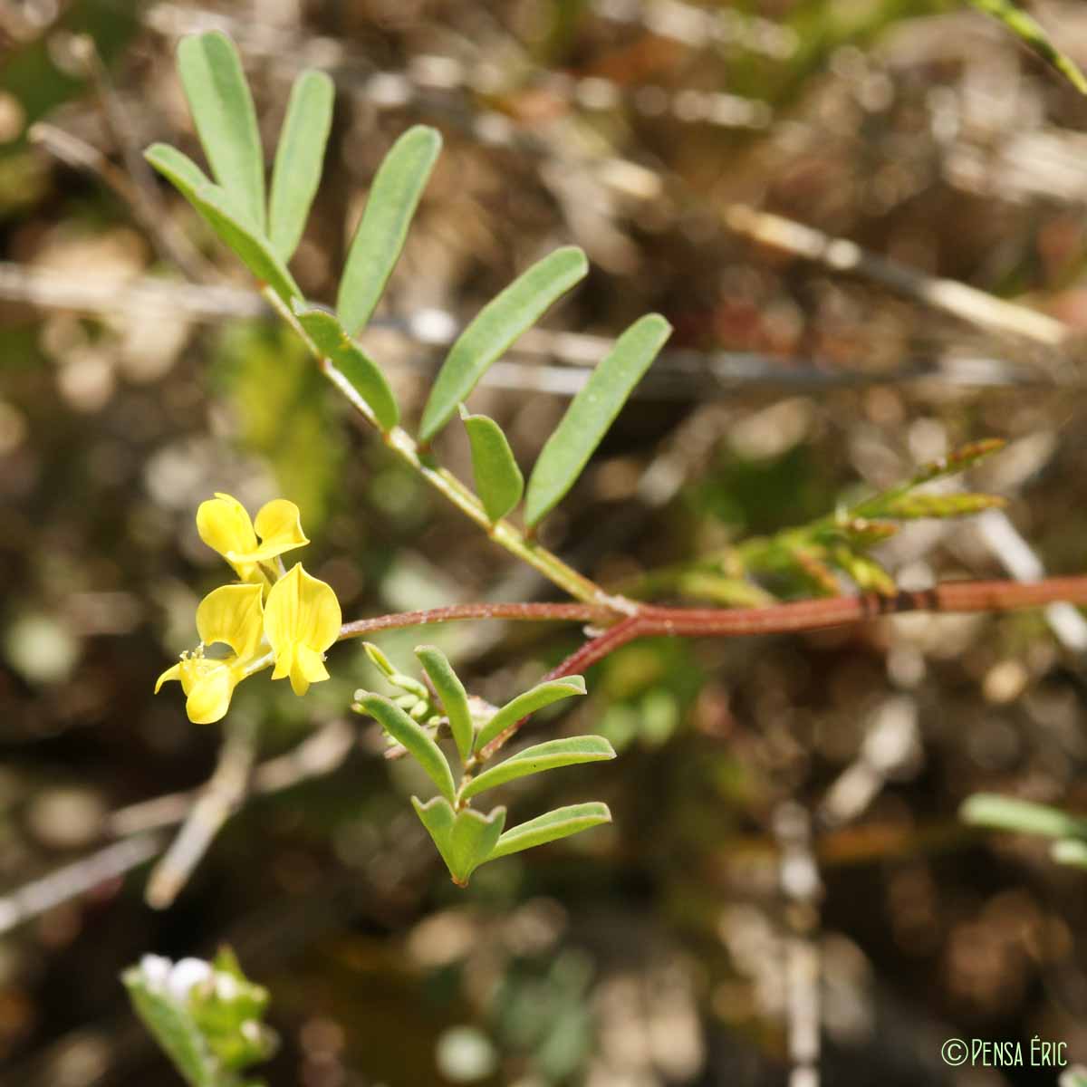 Hippocrepis cilié - Hippocrepis ciliata