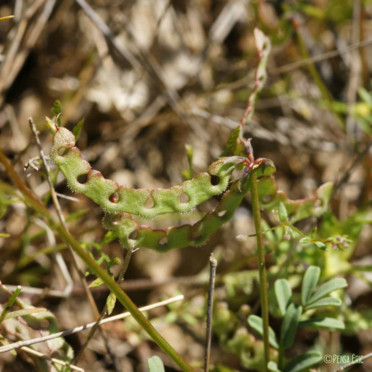 Hippocrepis cilié - Hippocrepis ciliata