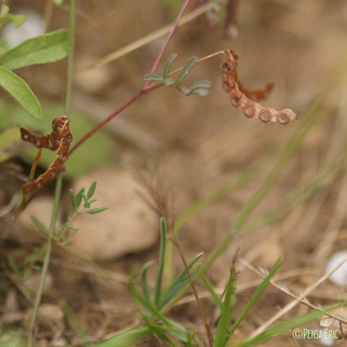 Hippocrepis cilié - Hippocrepis ciliata