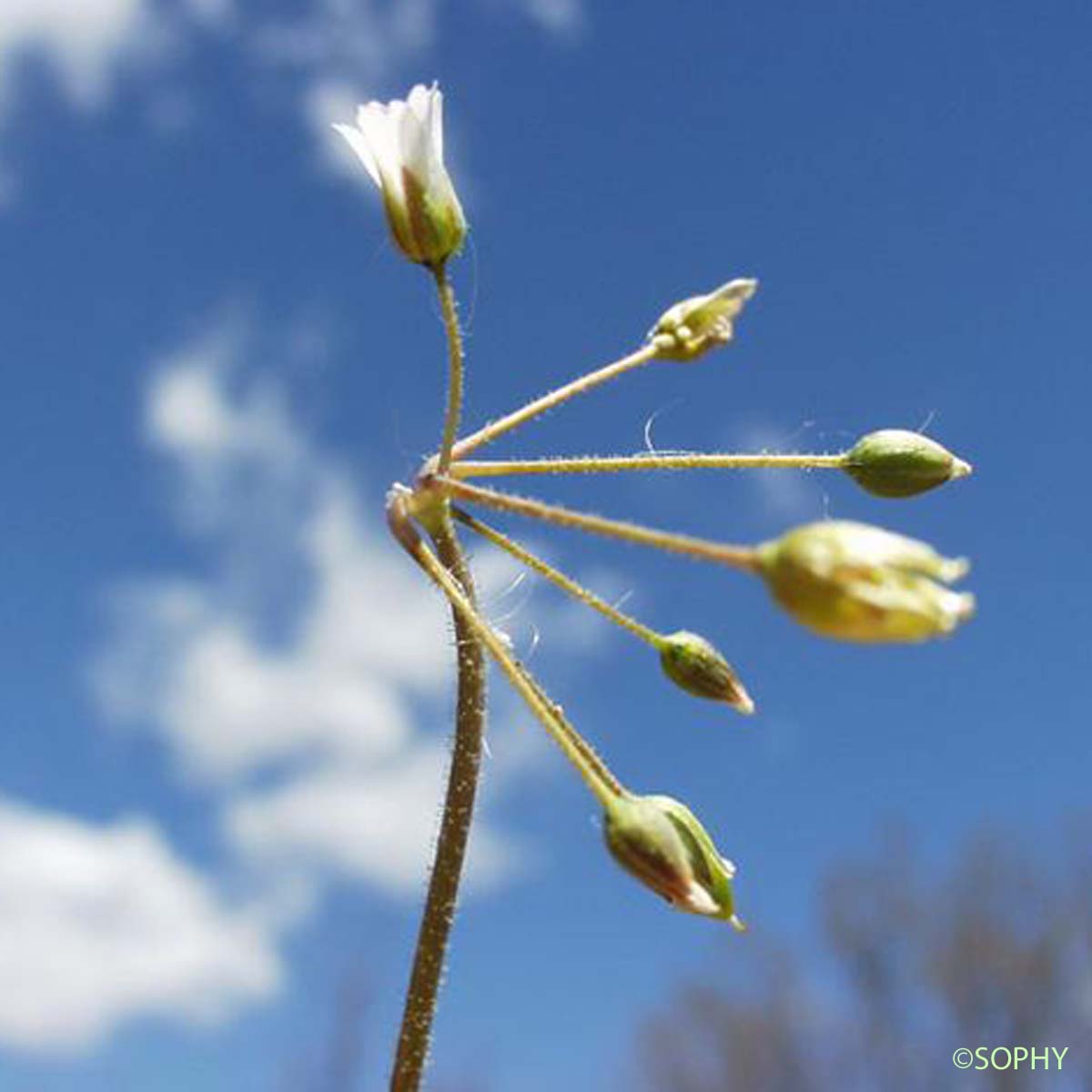 Holostée en ombelle - Holosteum umbellatum