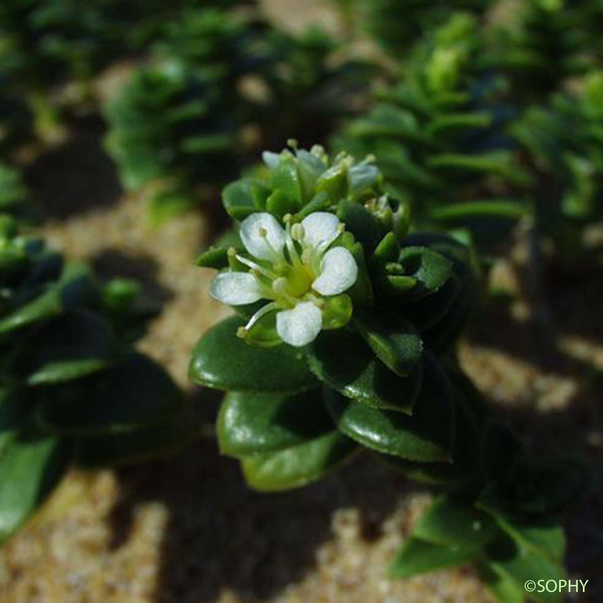 Honkénie faux pourpier - Honckenya peploides subsp. peploides