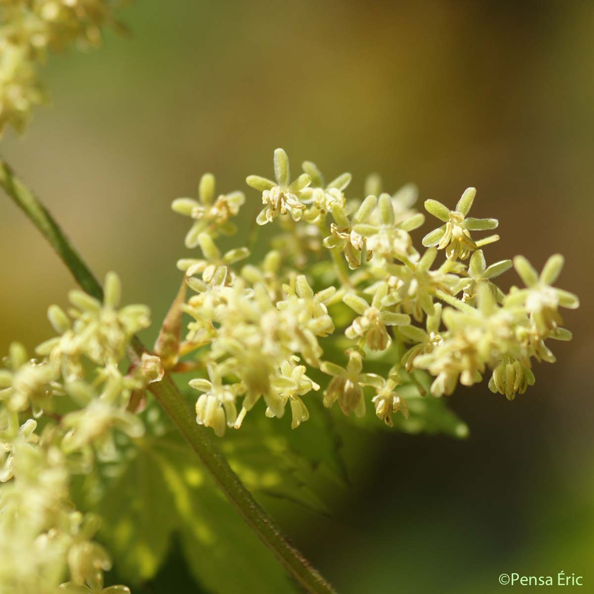 Houblon - Humulus lupulus