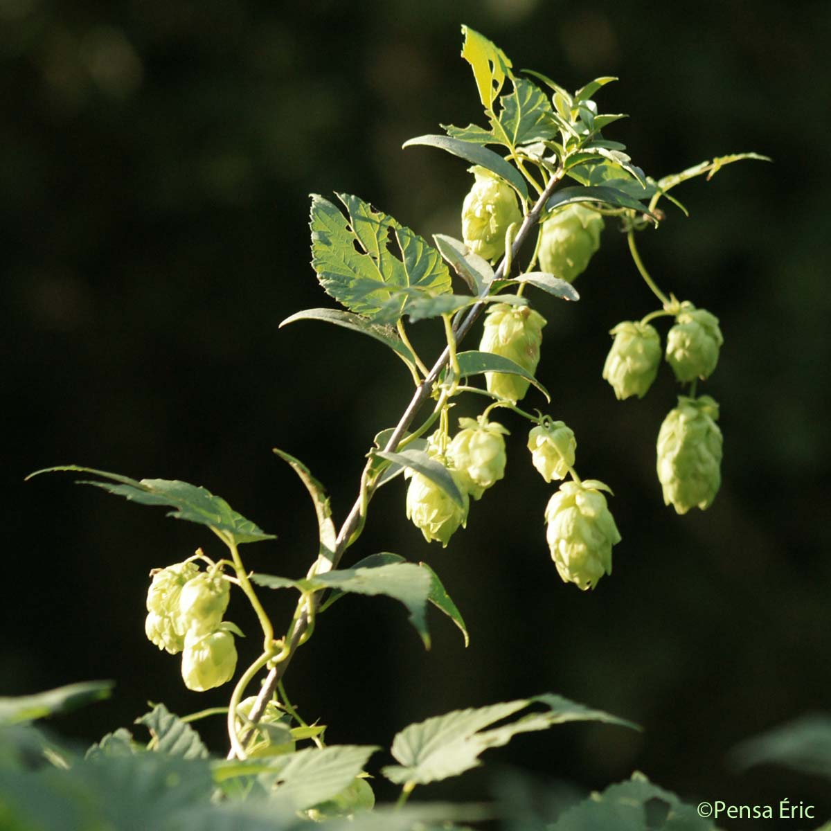 Houblon - Humulus lupulus