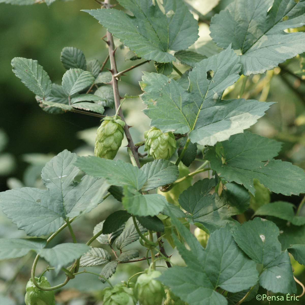 Houblon - Humulus lupulus