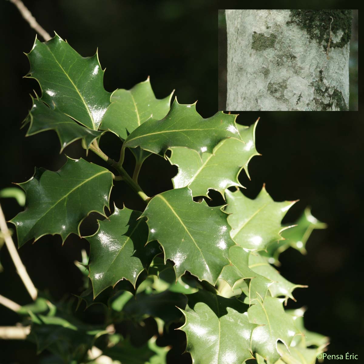 Houx - Ilex aquifolium