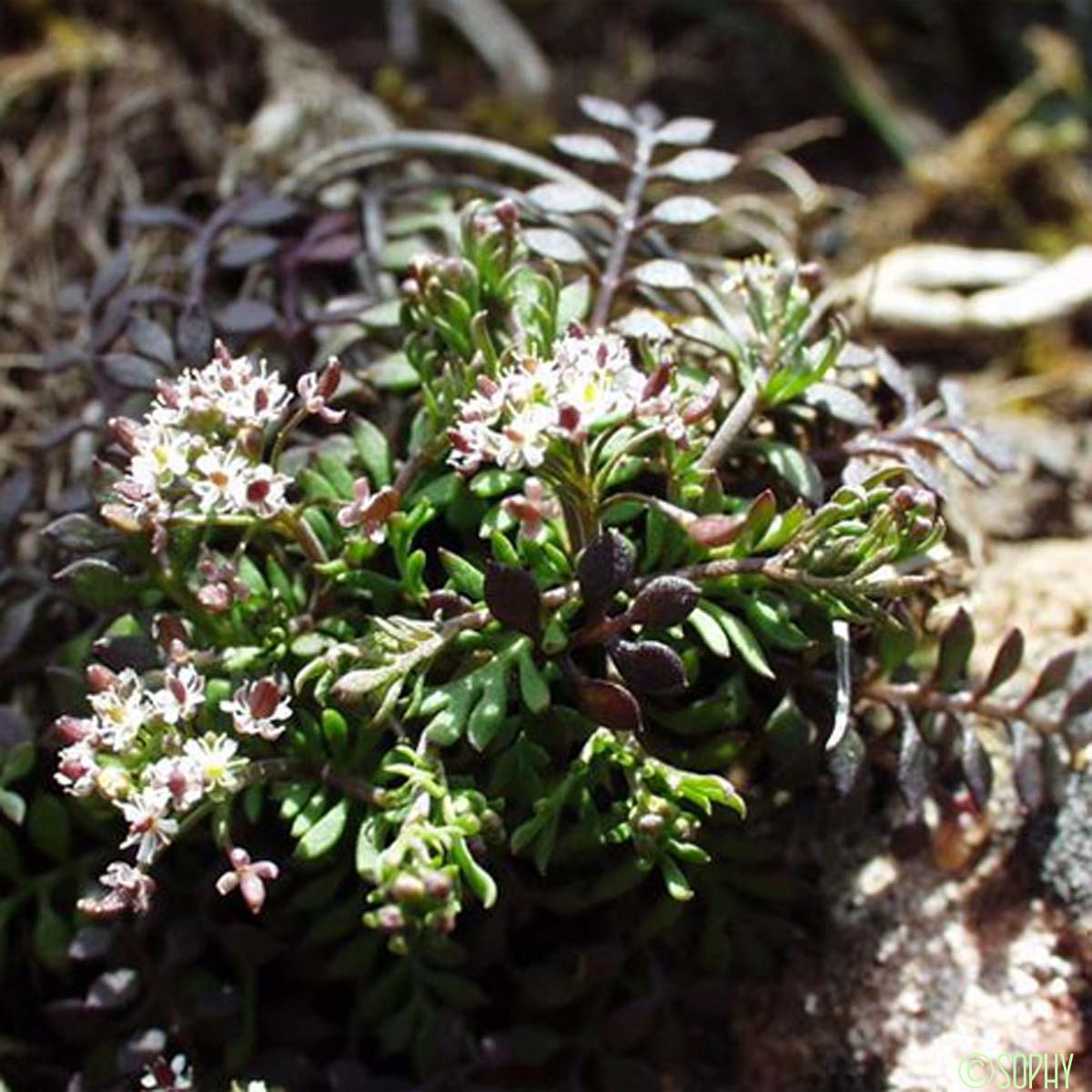 Hutchinsie des pierres - Hornungia petraea