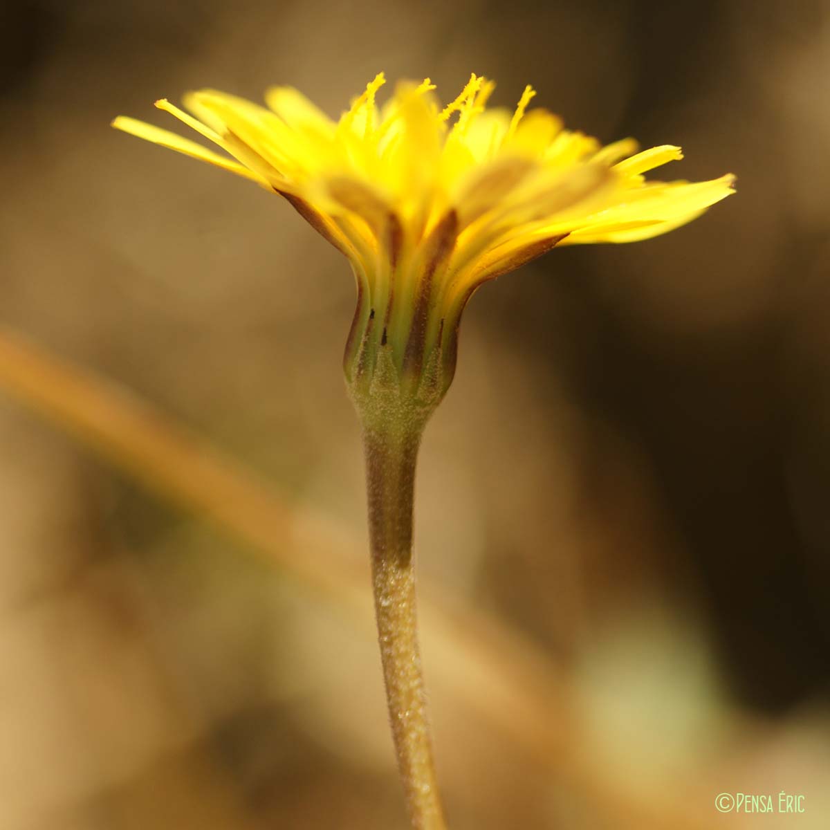 Hyoséride rayonnante - Hyoseris radiata