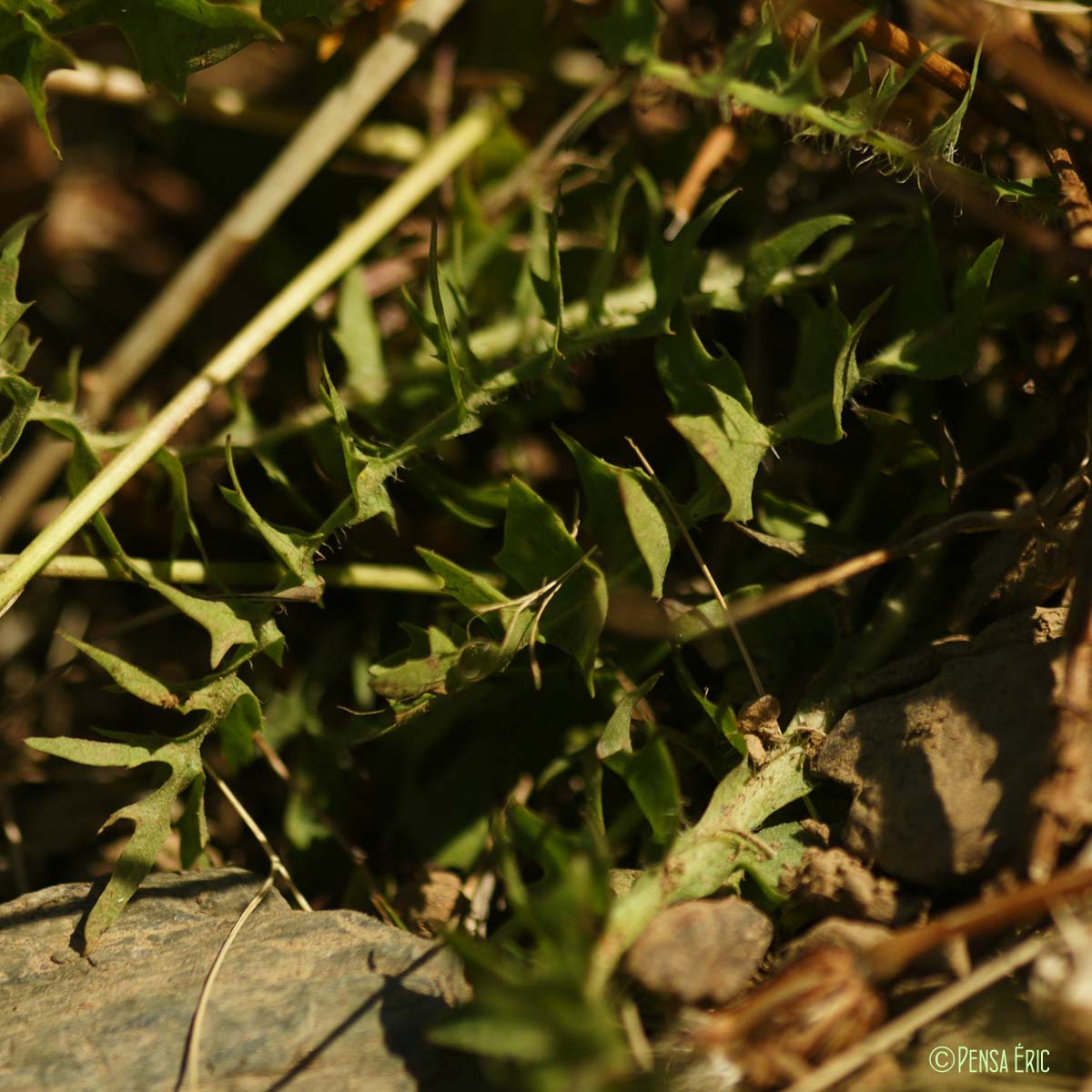 Hyoséride rayonnante - Hyoseris radiata