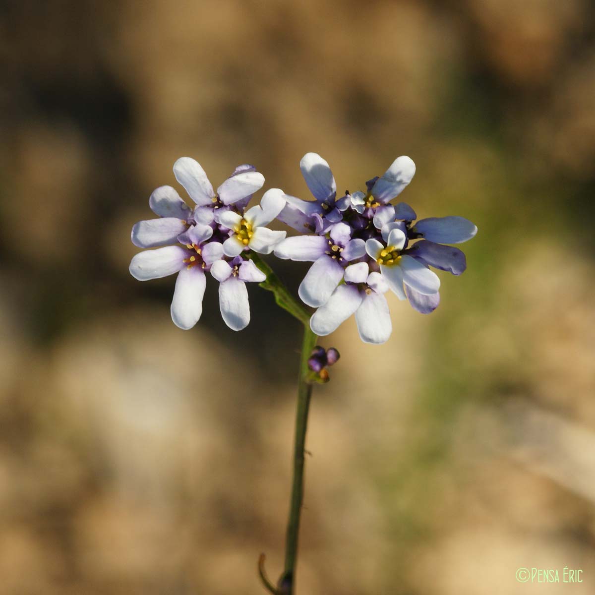 Ibéris à feuilles de lin - Iberis linifolia subsp. linifolia