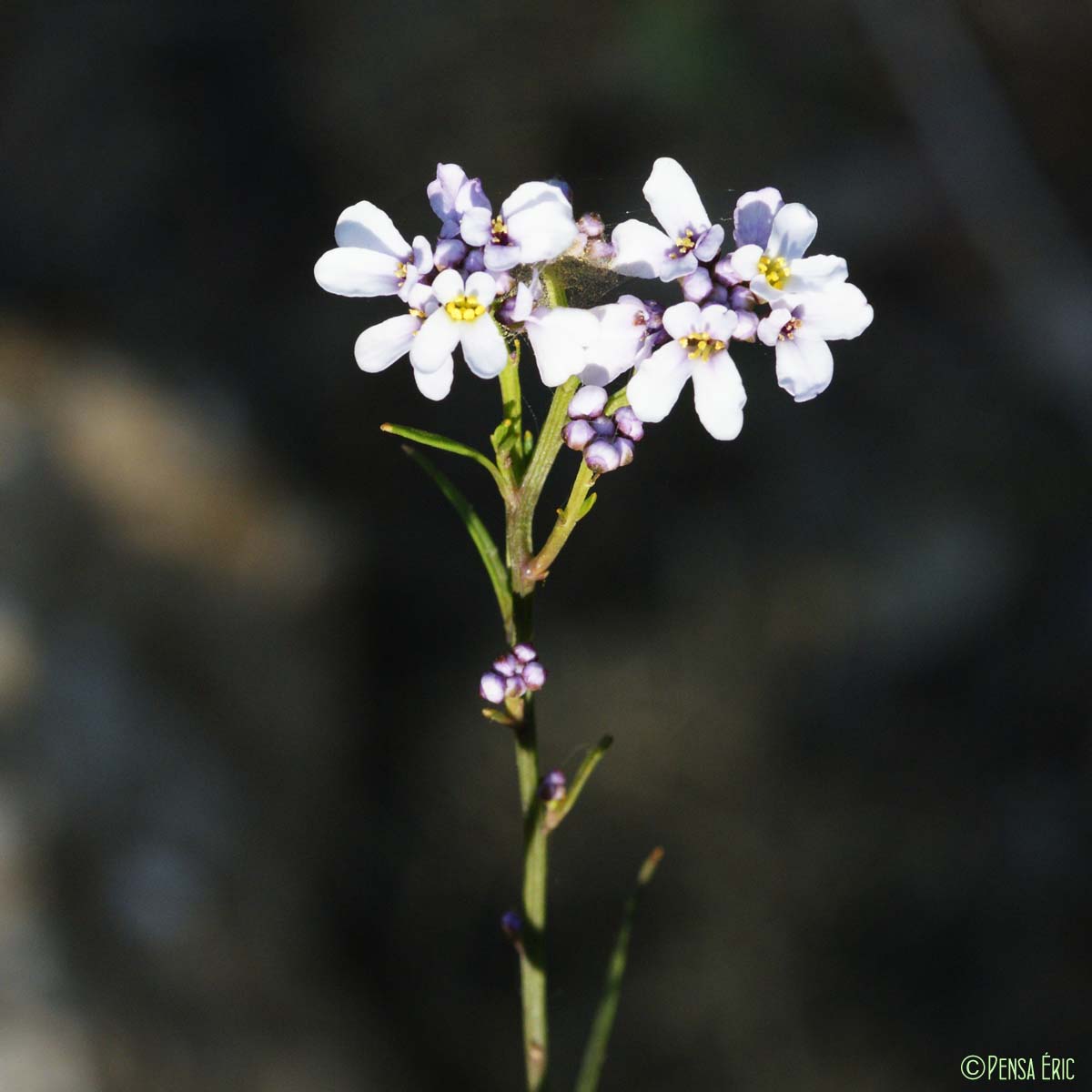 Ibéris à feuilles de lin - Iberis linifolia subsp. linifolia