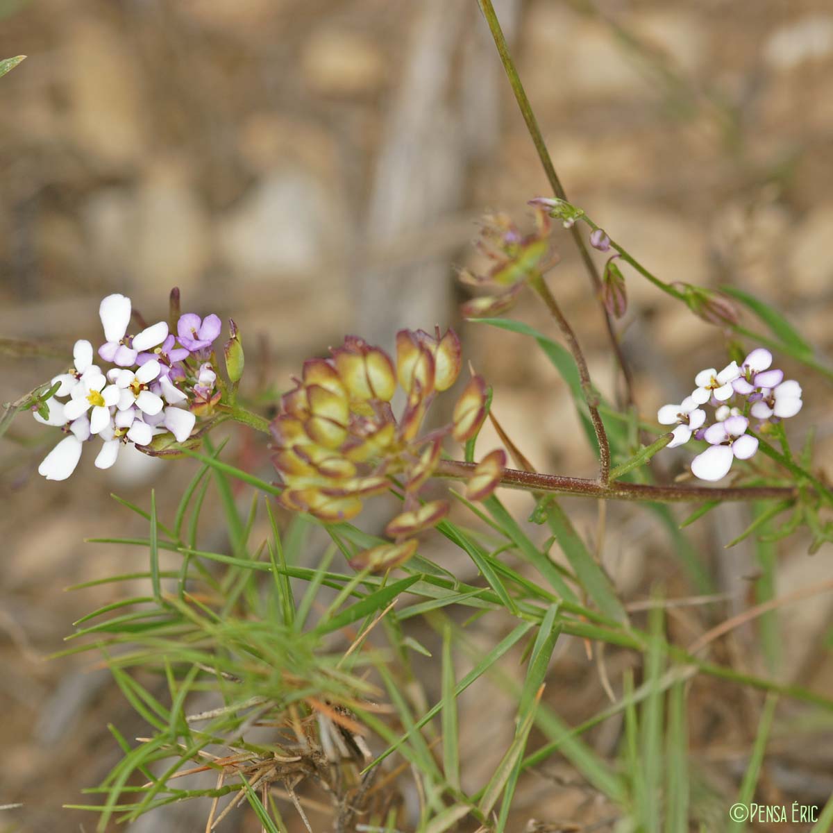 Ibéris à feuilles pennées - Iberis pinnata