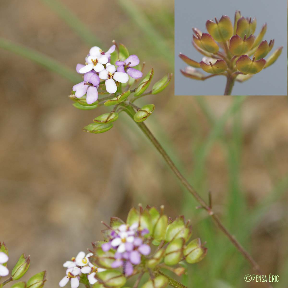 Ibéris à feuilles pennées - Iberis pinnata