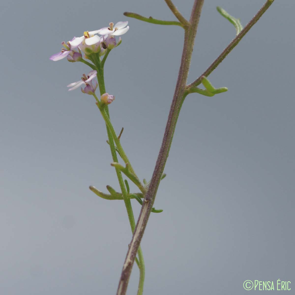 Ibéris à feuilles pennées - Iberis pinnata