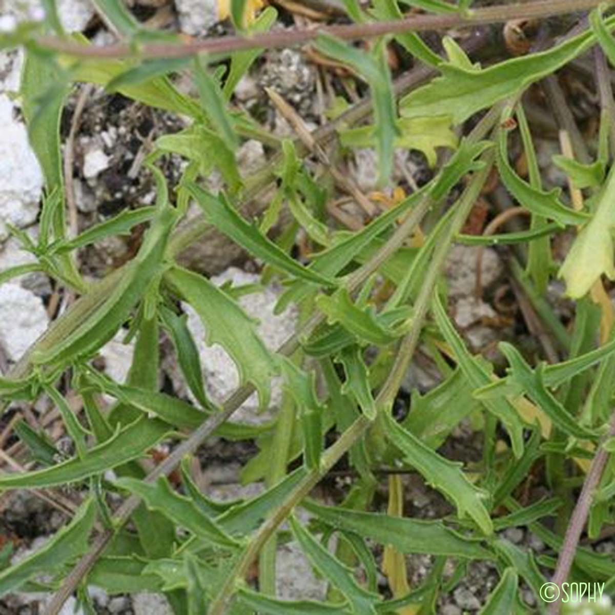 Ibéris amer - Iberis amara