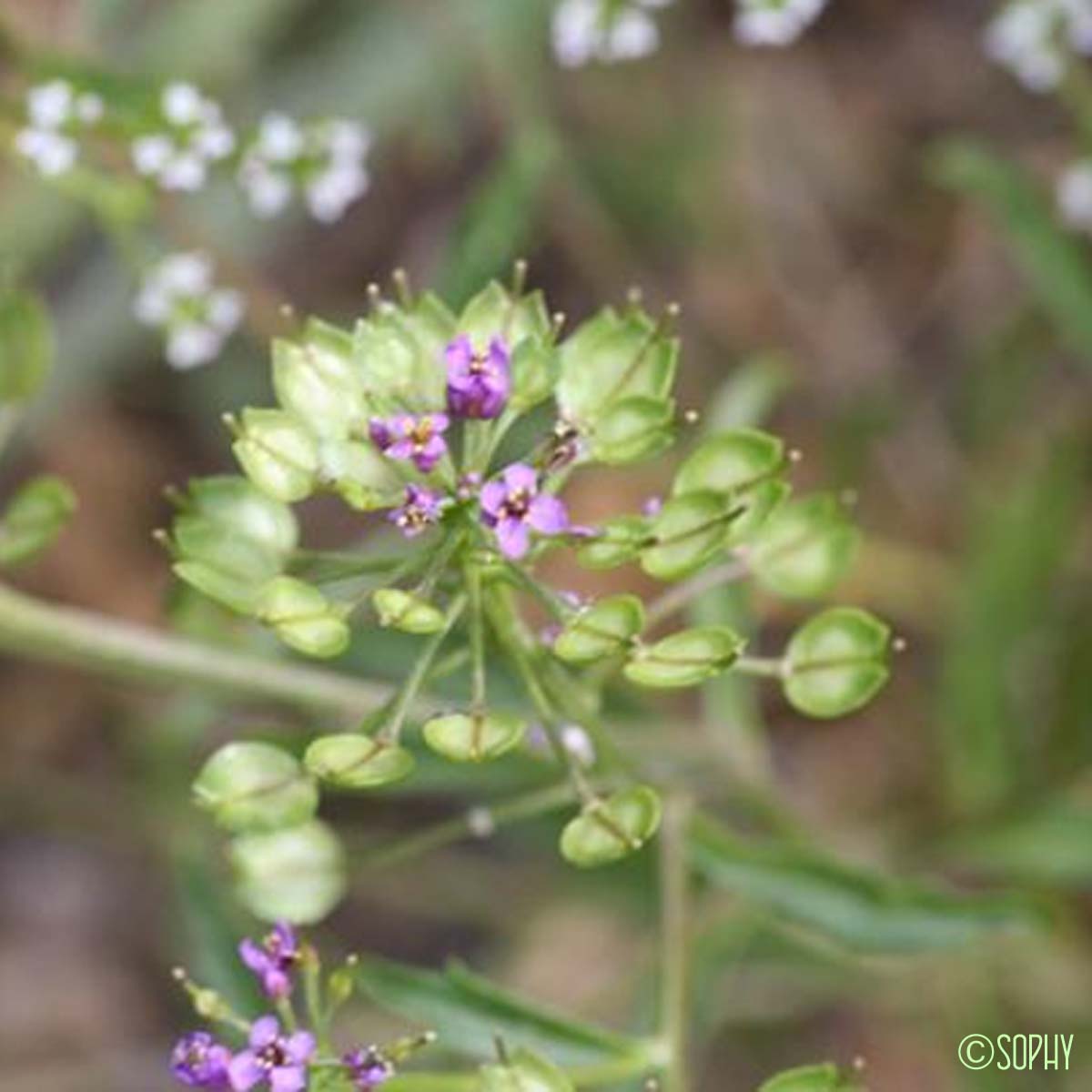 Ibéris amer - Iberis amara