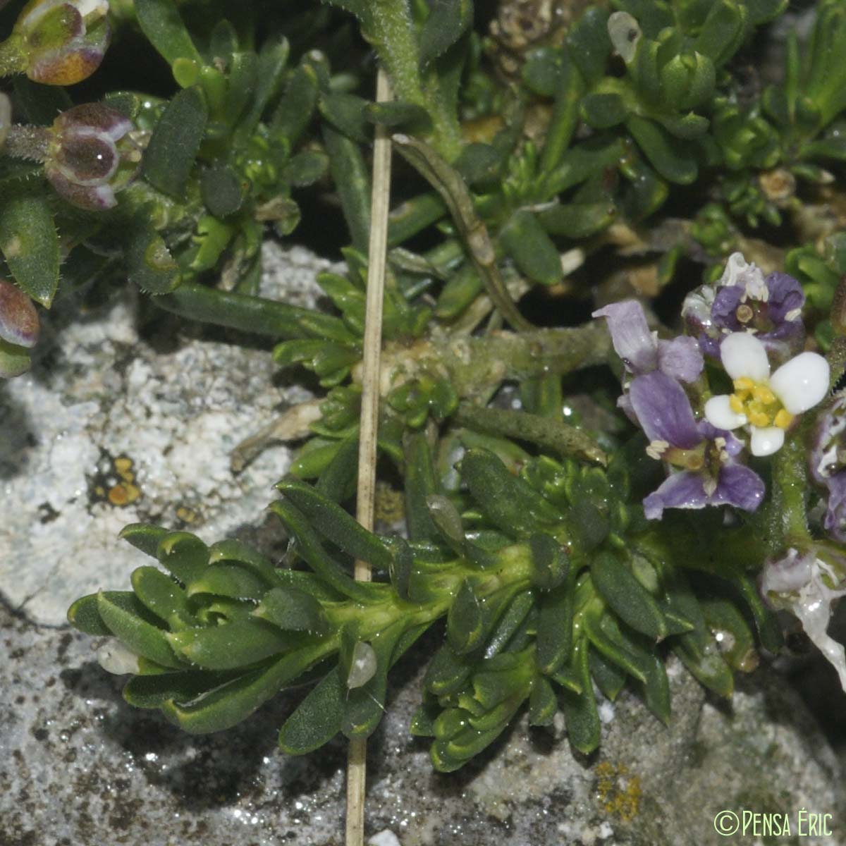 Ibéris des rochers - Iberis saxatilis subsp. saxatilis