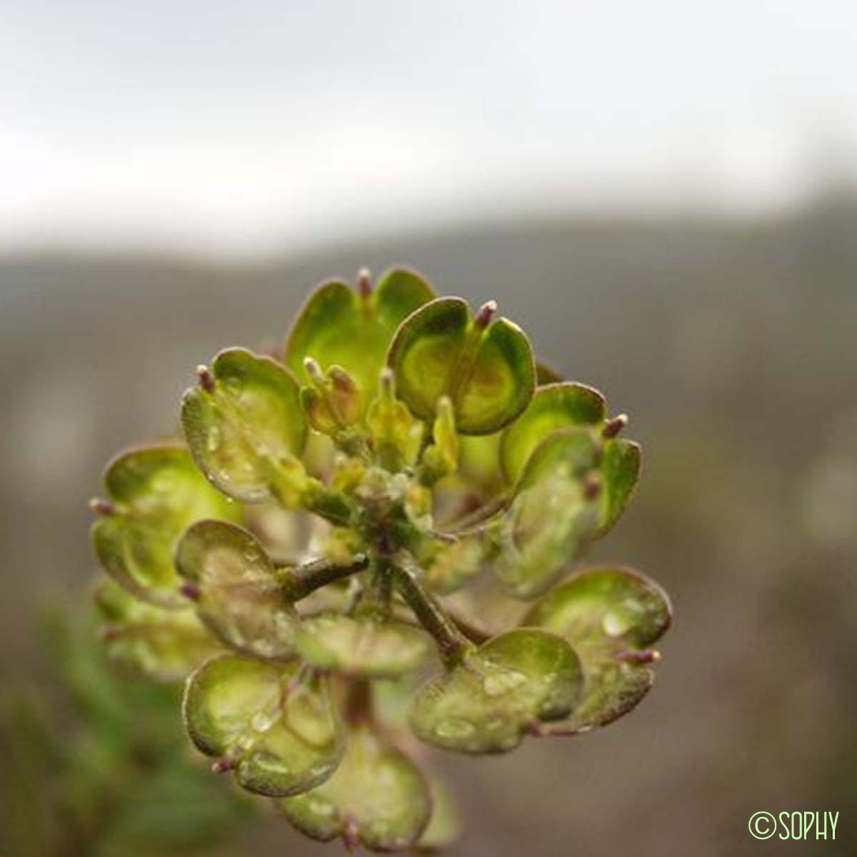 Ibéris des rochers - Iberis saxatilis subsp. saxatilis